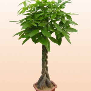 1557306592124383.jpg zzz.jpg